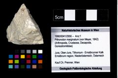 Foto (Objekt + Etikett) von Pithonoton marginatum (von Meyer, 1842)  (NHMW-GEO-1990-0041-2956)